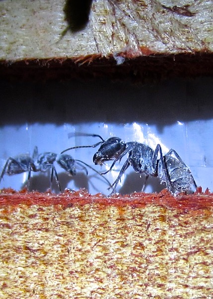 CARPENTER ANTS | KENT COUNTY PEST CONTROL, LLC | Guaranteed Control