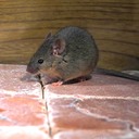 MICE