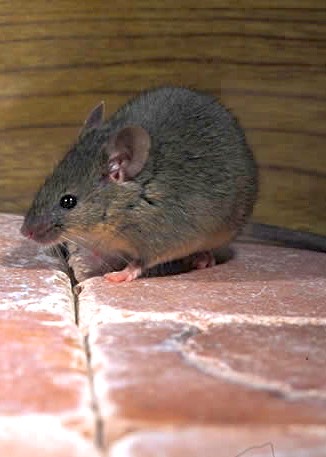 House Mouse