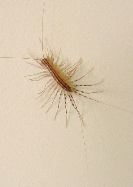 House Centipede