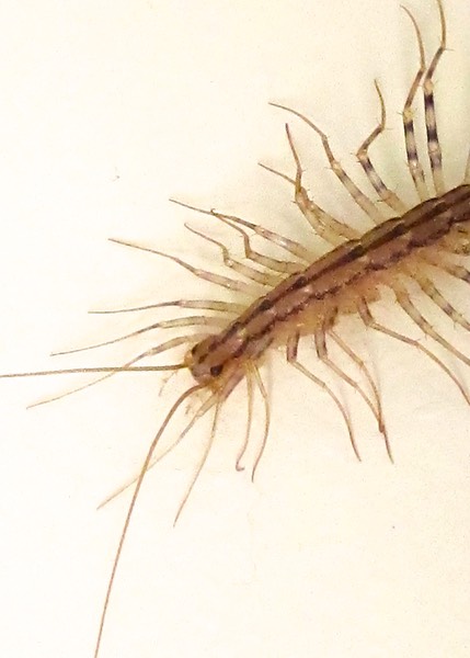 House Centipede