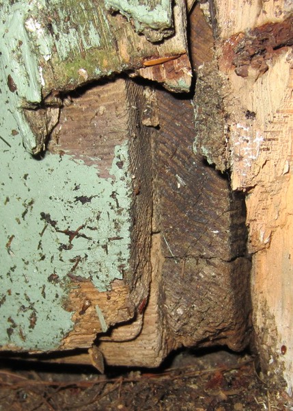 Carpenter Ant Damage