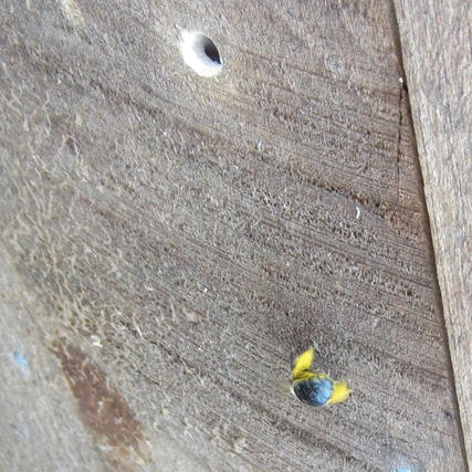 Carpenter Bee Bore Hole