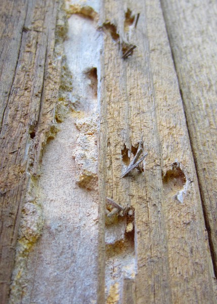 Carpenter Ants
