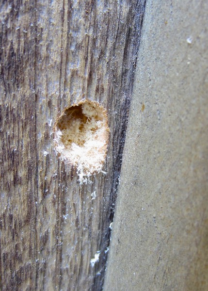 Carpenter Bee Bore Hole