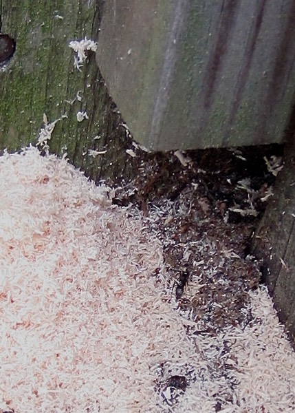Carpenter Bees Saw Dust