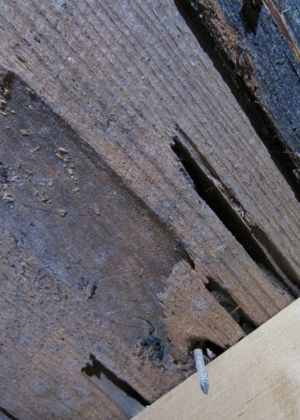 Carpenter Ant Damage