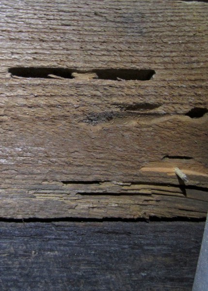 Carpenter Ant Damage