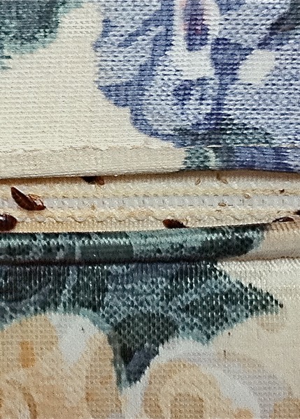 Bed Bugs