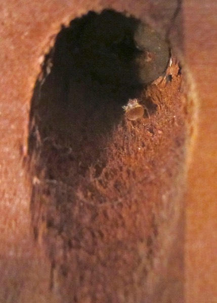 Bed Bug