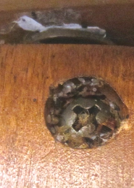Bed Bug