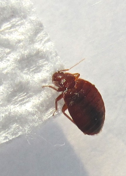 Bed Bug