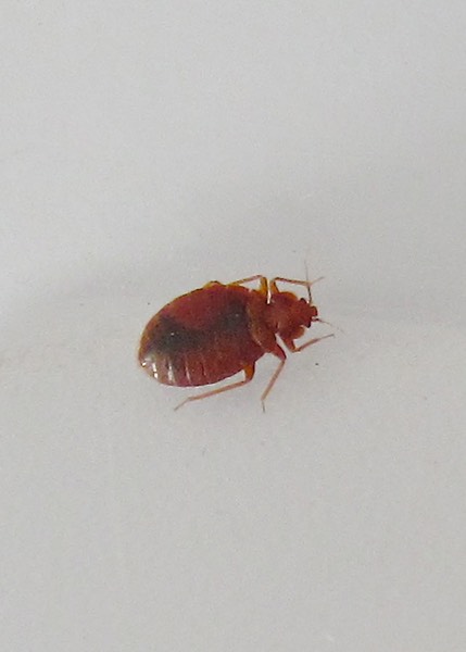 Bed Bug