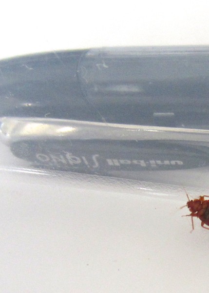 Bed Bug