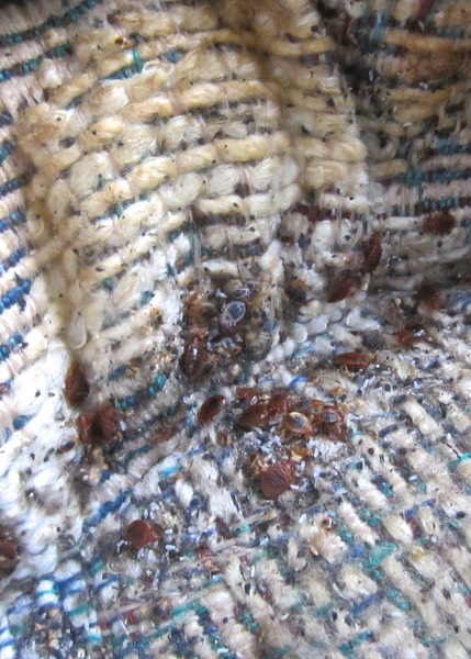 Bed bugs