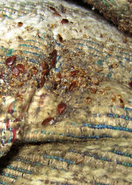 Bed bugs