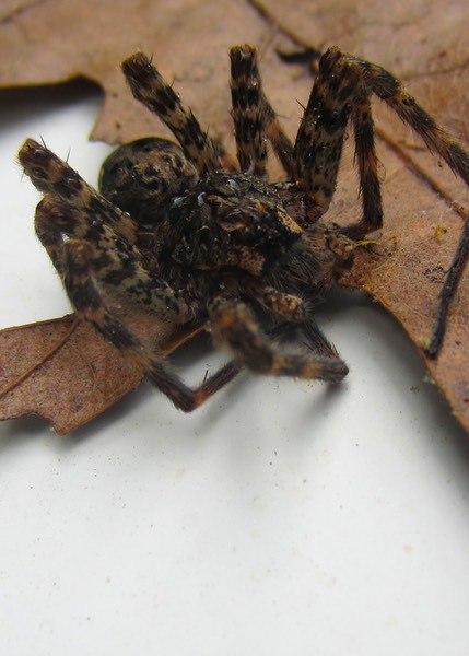 Dark Fishing Spider