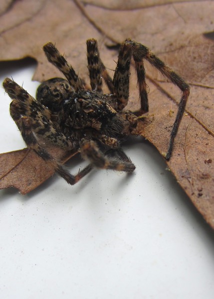 Dark Fishing Spider