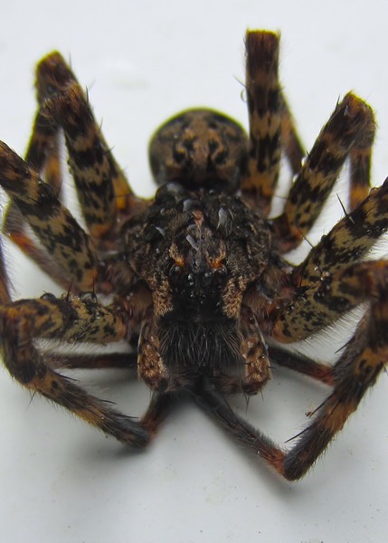 Dark Fishing Spider