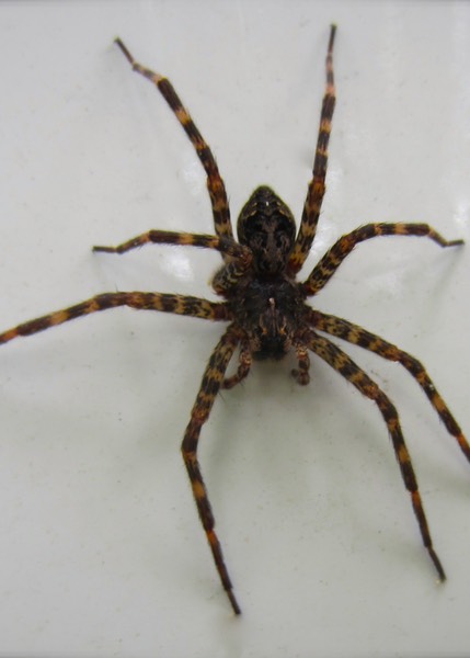 Dark Fishing Spider