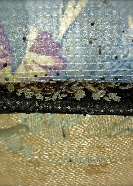 Bed Bugs