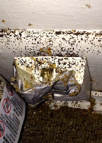 Bed Bugs