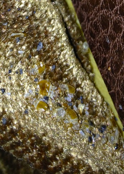 Bed Bugs