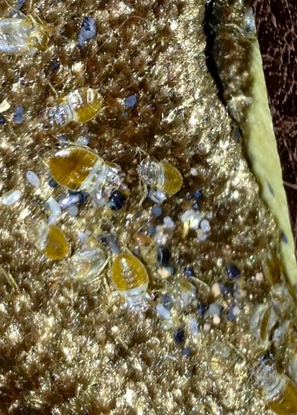 Bed Bugs and Eggs