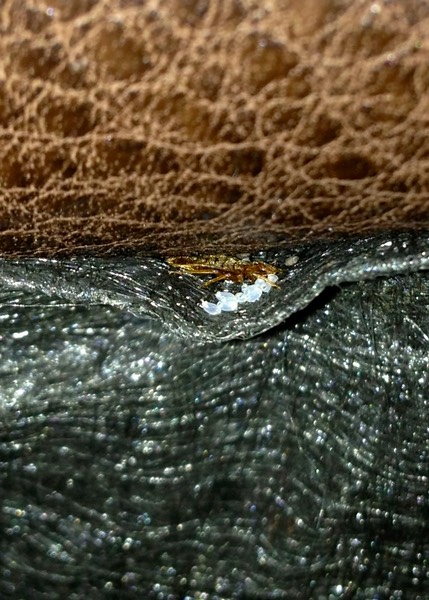 Bed Bug and Eggs