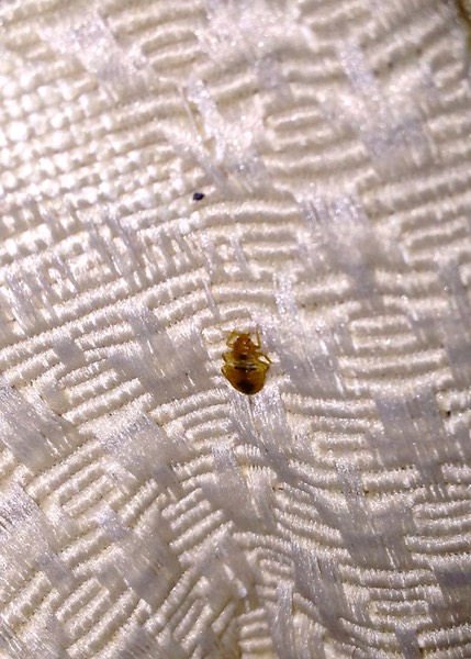 Bed Bug