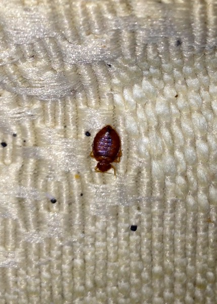 Bed Bug