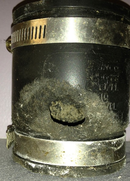 House Mouse Damage