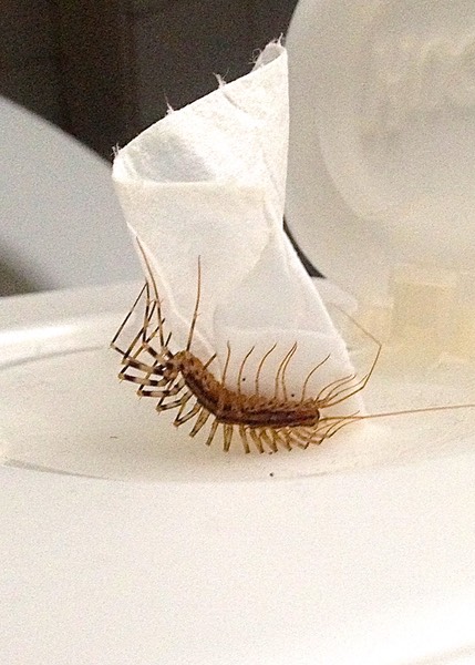 House Centipede