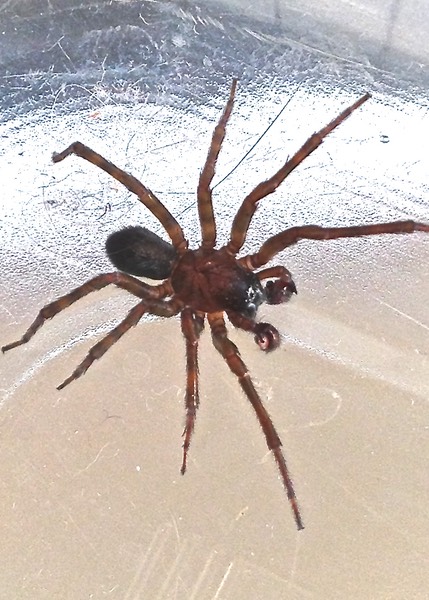 Wolf Spider