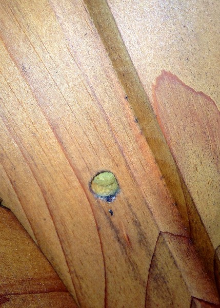 Carpenter Bee Bore Hole