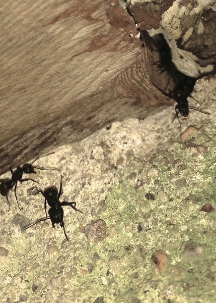 Carpenter Ants