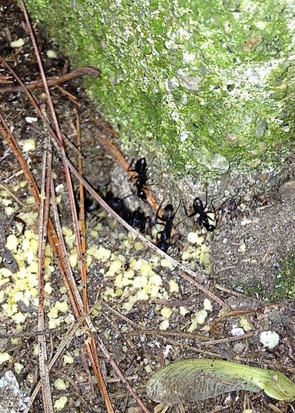 Carpenter Ants