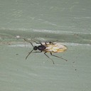 ANTS