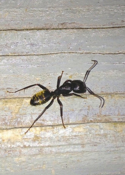 Carpenter Ants