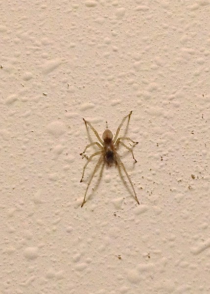 Albino Yellow Sac Spider