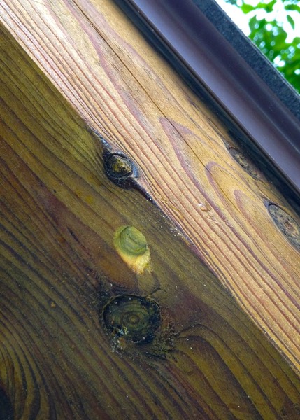 Carpenter Bee Bore Hole
