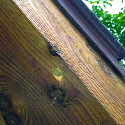 Carpenter Bee Bore Hole