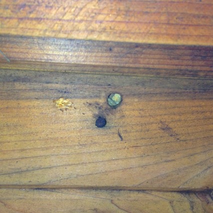 Carpenter Bee Bore Hole