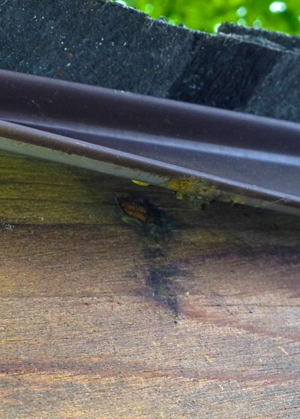 Carpenter Bee Bore Hole
