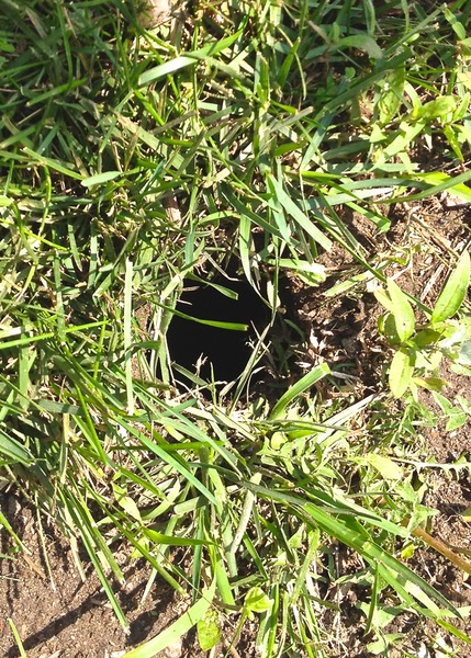 Norway Rat Burrow