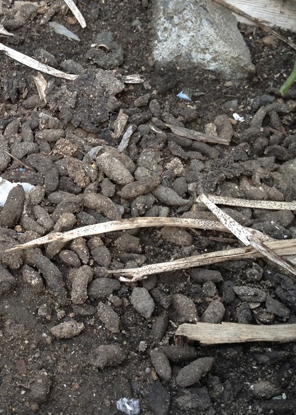 Norway Rat Droppings