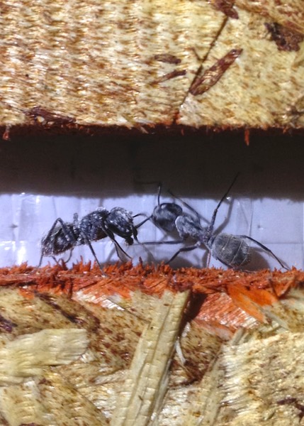 Carpenter Ants