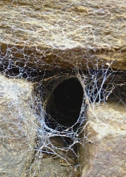 Funnel Spider Web