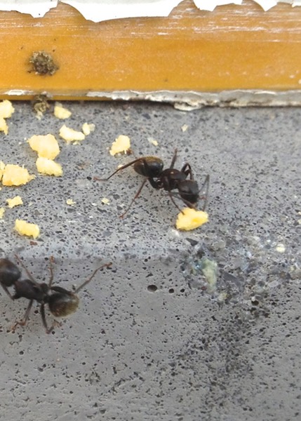 Carpenter Ants