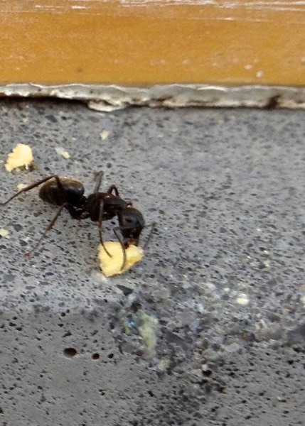 Carpenter Ant